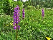 88 Scendendo sul Sentiero delle foppe...orchidee 